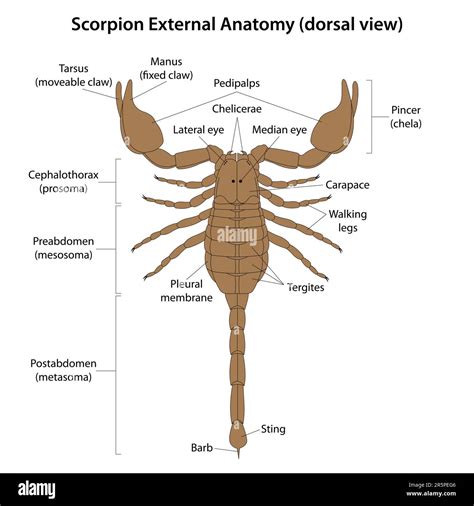 Schema anatomico di uno scorpione