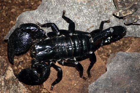 Scorpione gigante africano (Pandinus imperator)