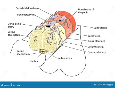 schema anatomico del pene