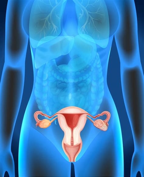 diagramma dei genitali femminili