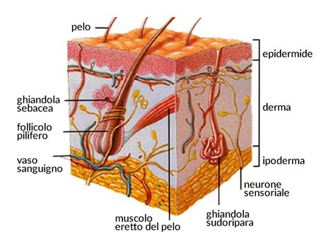 Schema della struttura della pelle umana