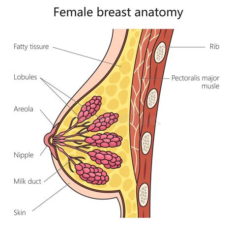 Anatomia del seno femminile