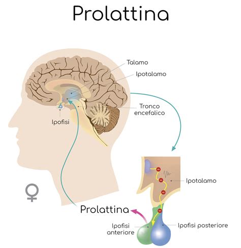 Grafico che illustra i livelli normali e patologici di prolattina