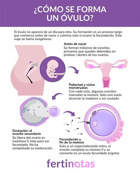 Forma di un ovulo vaginale