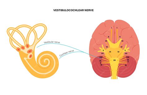 Diagramma del nervo vestibolococleare