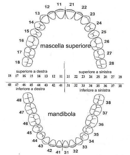 Diagramma delle arcate dentarie con morso aperto