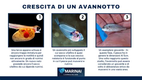 Ancistrus avannotti attaccati al vetro con sacco vitellino