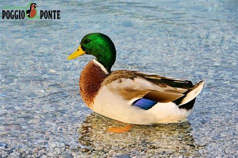 Esemplare di Germano Reale con piumaggio atipico (leucistico)