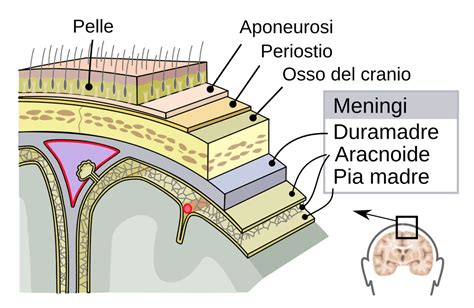 Anatomia della dura madre e dei vasi meningei