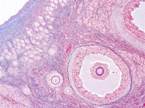 Tessuto ovarico umano al microscopio