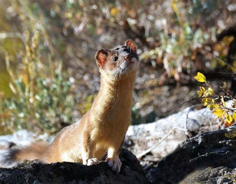 Dettaglio della pelliccia e del corpo della donnola colombiana