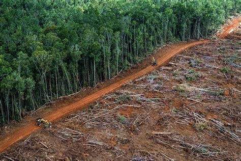 Immagine che rappresenta la deforestazione nelle foreste colombiane