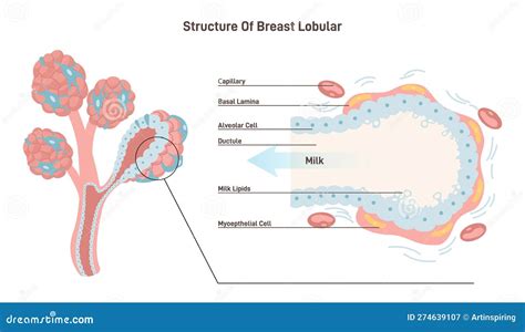 Struttura anatomica del seno femminile