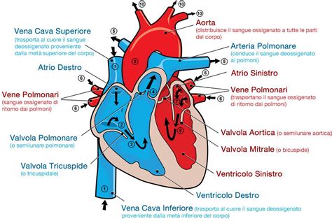 Schema anatomico del cuore fetale