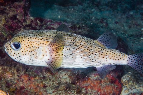 Diodon hystrix con spine erette