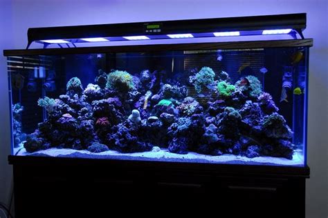 Acquario marino tropicale