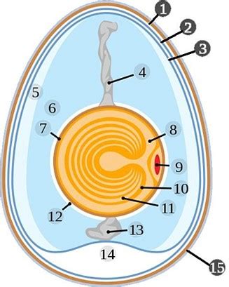 Struttura di un uovo di insetto con micropili e aeropili