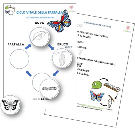 Ciclo vitale di una farfalla con metamorfosi completa (olometabolia)
