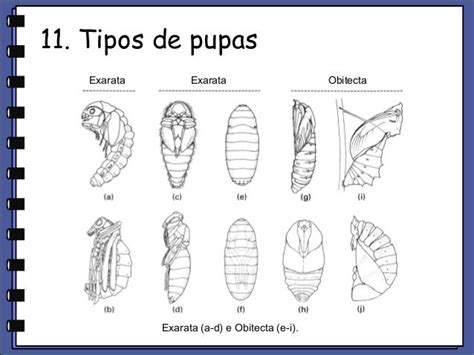 Pupa di insetto exarata e obtecta