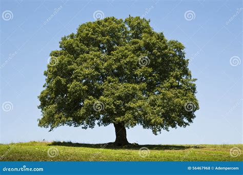 Albero di Quercia