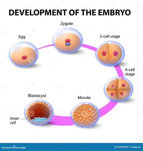 Diagramma dello sviluppo embrionale