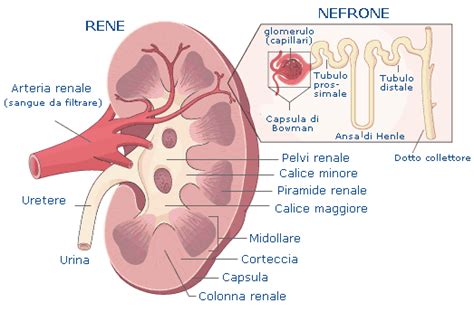 Struttura di un rene con cisti
