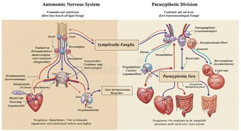 Diagramma che illustra i diversi ambulatori per la gravidanza