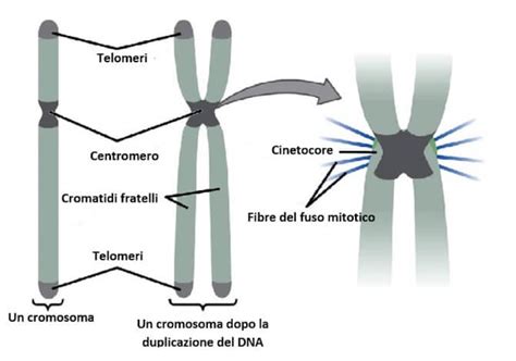 Diagramma che illustra la struttura dei cromosomi umani e la differenza tra un cariotipo normale e una trisomia.