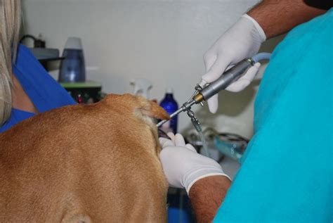Illustrazione del processo di inseminazione artificiale canina