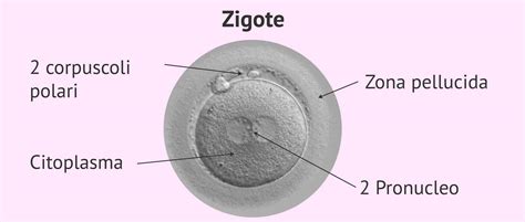 Microscopio di uno zigote che si divide