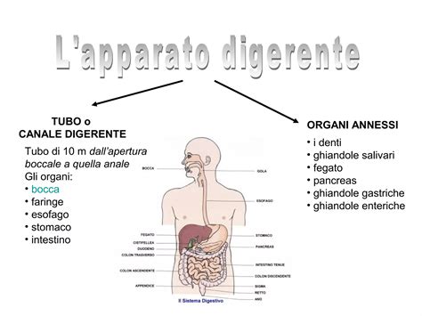 Diagramma che illustra i possibili difetti di sviluppo del tubo digerente