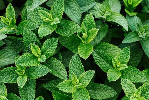 Pianta di menta piperita