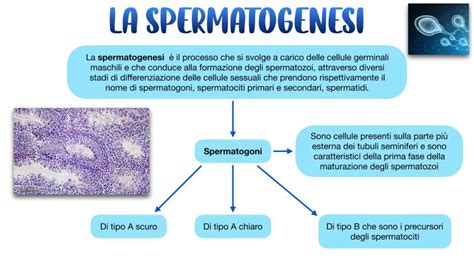Diagramma che illustra il passaggio degli spermatozoi attraverso la cervice