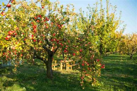 Un albero di mele in fiore