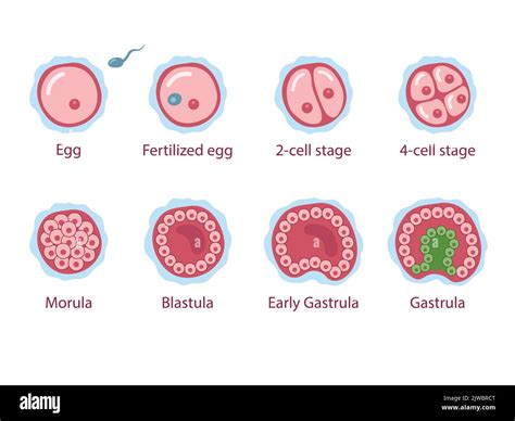 Illustrazione dettagliata che mostra i passaggi corretti per l'inserimento di un ovulo vaginale