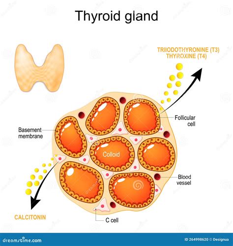 Struttura della ghiandola tiroidea e sua funzione nella produzione di ormoni