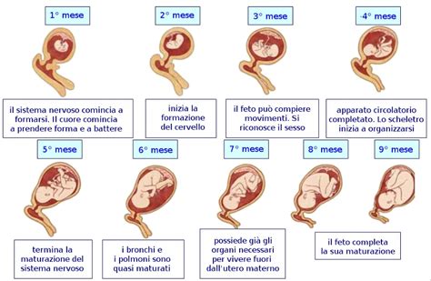 Schema che illustra lo sviluppo del cervello fetale e l'importanza dello iodio