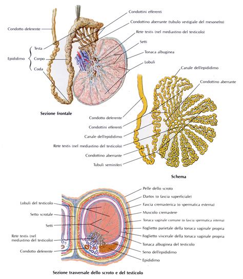 Anatomia del testicolo e dello scroto