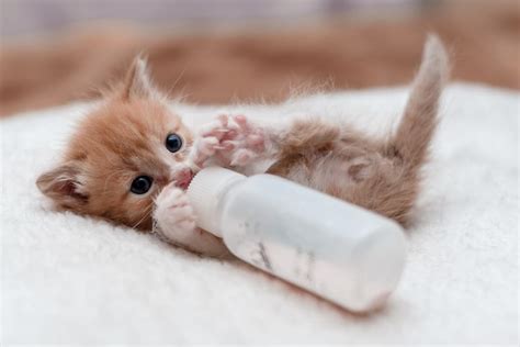 gattino appena nato che beve da un biberon
