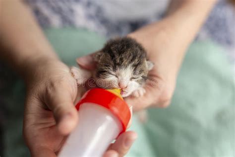 una volontaria che allatta un gattino con il biberon