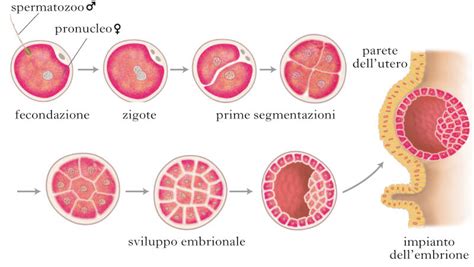 Immagine schematica dello sviluppo del cuore embrionale