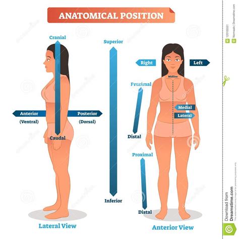 Diagramma delle posizioni sicure in fascia