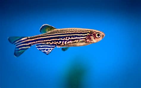 Pesce zebra (Danio rerio) in acquario