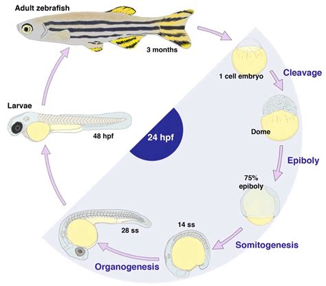 Schema di un test ecotossicologico su embrioni di zebrafish