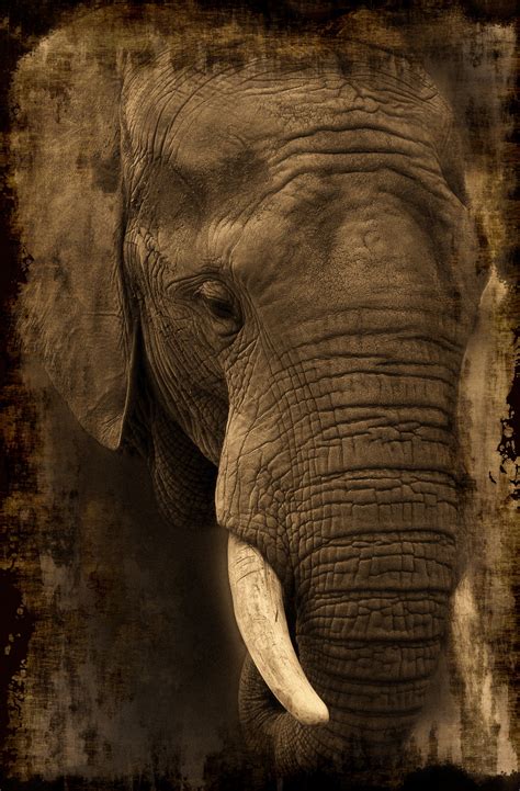 Disegno di un elefante con proboscide